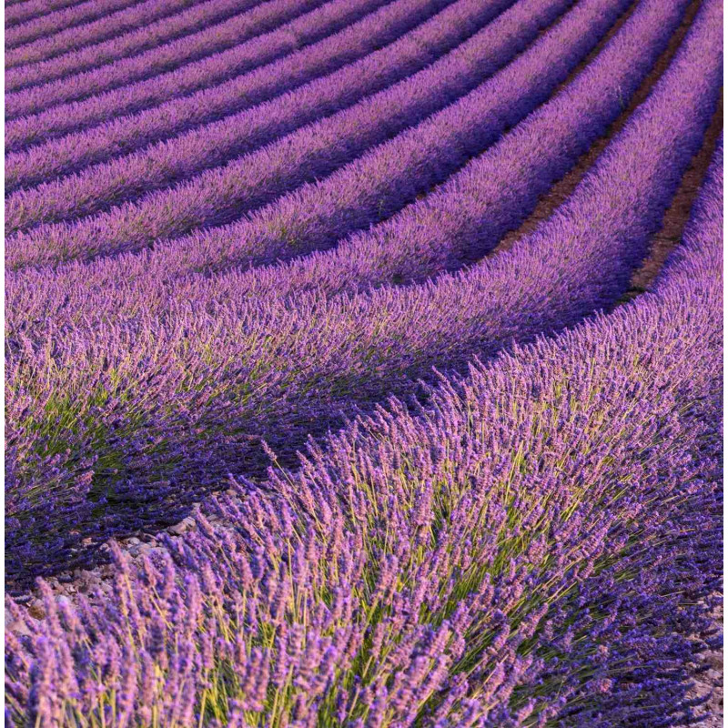Doftolja Lavender Fields 10 ml Doftolja Lavender Fields 10 ml