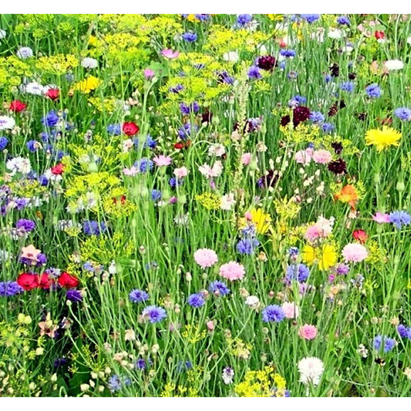Doftolja Sommarblom 10 ml Doftolja Sommarblom 10 ml