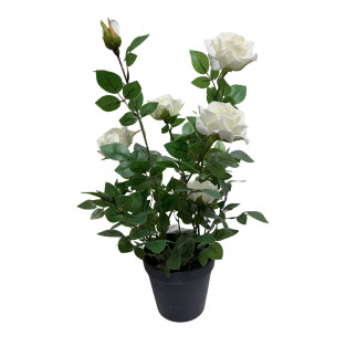Ros i kruka Vit 41 cm